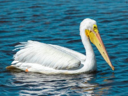 American White Pelican in nonbreeding plumage.