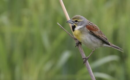 Male Dickcissel in breeding plumage. Note the black V on the throat.