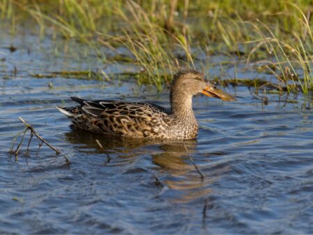 Female Northern Shoveler also has the distinctive spatulate bill but she is buffy-brown.