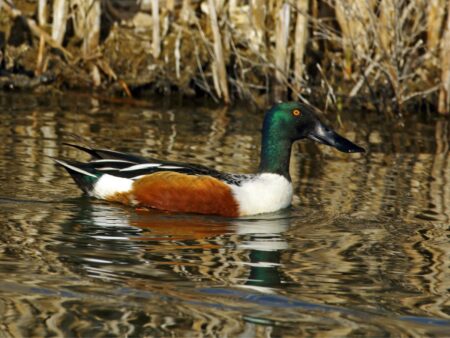 Male Northern Shoveler in breeding plumage. Note the huge, spoon-shaped bill.