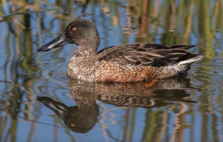 Male Northern Shoveler in nonbreeding plumage.