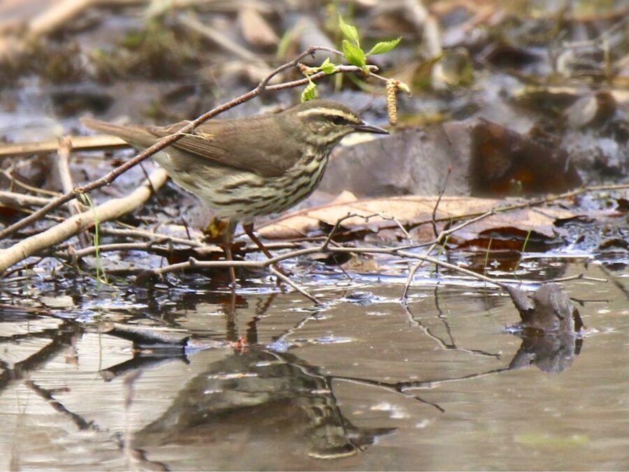 Northern Waterthrush, migratory bird along the water's edge.