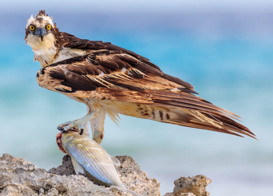 Osprey with a fresh catch of fish in Bonaire. 