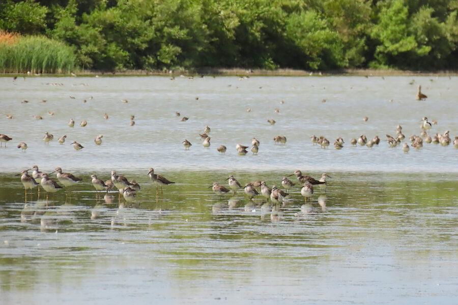 How a Flock of 400 Flying Birds Manages to Turn in Just Half a Second, Smart News