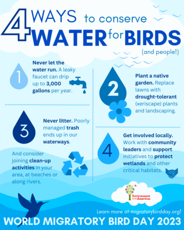 4 ways to conserve water for birds infographic.