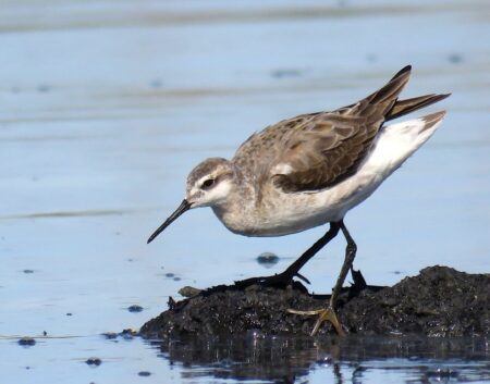 Wilson's Phalarope in nonbreeding plumage.