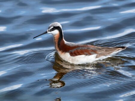 Female Wilson's Phalarope in breeding plumage. Note that she is more colorful than the male!