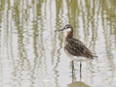 Male Wilson's Phalarope in breeding plumage. It lacks the neck stripe seen in the female.