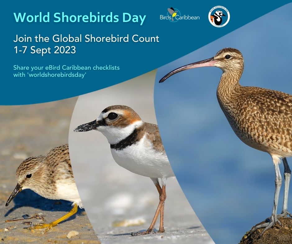 World-Shorebirds-Day-2023-Promo-Graphic-FB-English.jpg
