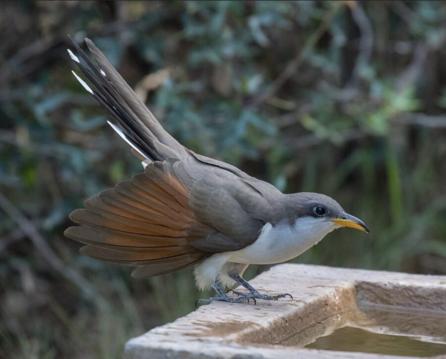 Yellow-billed Cuckoo having a drink at a bird bath.