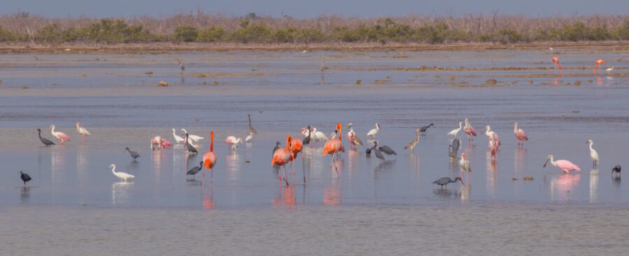 Colorful waterbirds at Zapata Swamp