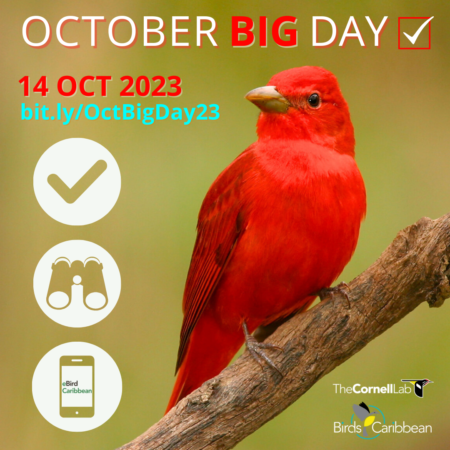 BirdsCaribbean October Big Day Graphic featuring a Summer Tanager