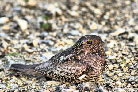 Common Nighthawk on the ground