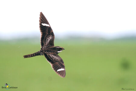 Common Nighthawk in flight