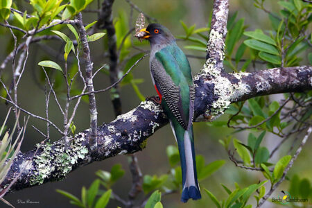 Hispaniolan Trogon