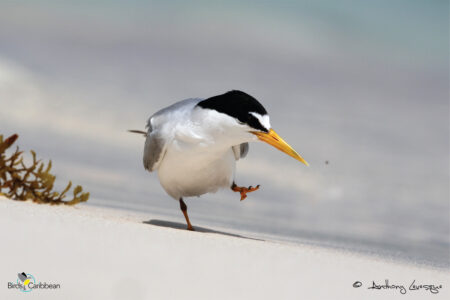 Least Tern standing on a beach
