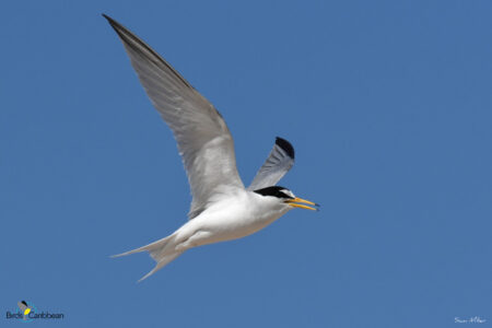 Least Tern in flight