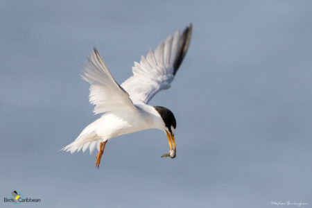 Least Tern flying with a fish