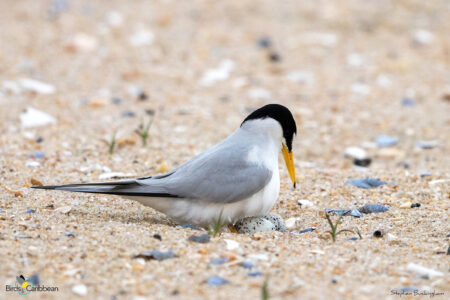 Least Tern on a nest with an egg