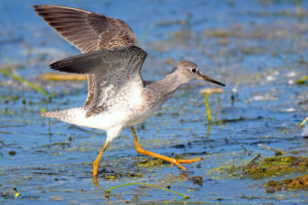 Lesser Yellowlegs with wings open