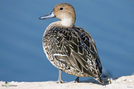 Female Northern Pintail