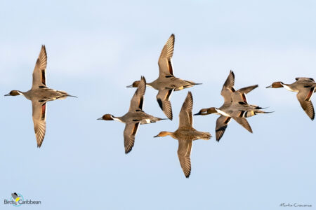 Northern Pintail flock in flight