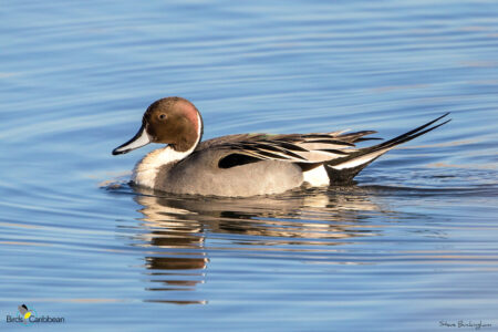 Male Northern Pintail