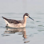 Male Wilson's Phalarope in breeding plumage