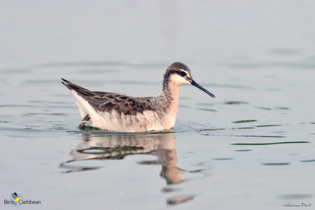 Male Wilson's Phalarope in breeding plumage