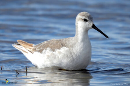 Wilson's Phalarope in nonbreeding plumage