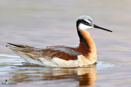 The colorful female Wilson's Phalarope in her breeding plumage.