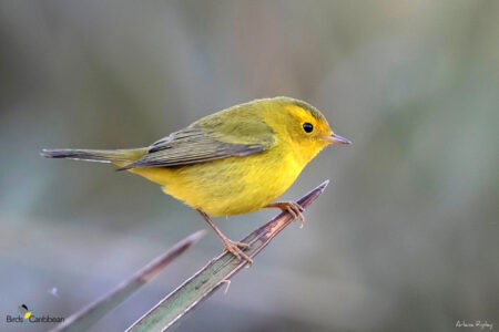 Female Wilson's Warbler