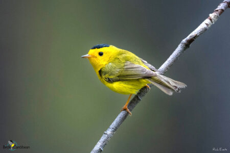 Male Wilson's Warbler