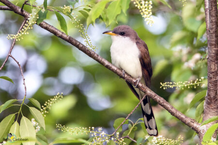 Yellow-billed Cuckoo