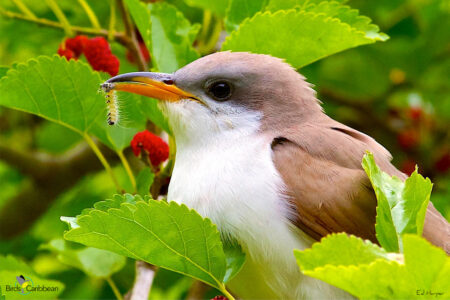 Yellow-billed Cuckoo