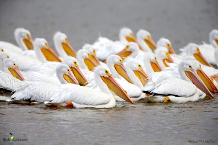 Flock of American White Pelicans swimming