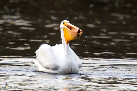 American White Pelican catches a fish