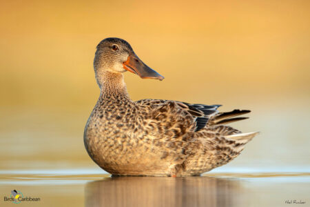 Female Northern Shoveler