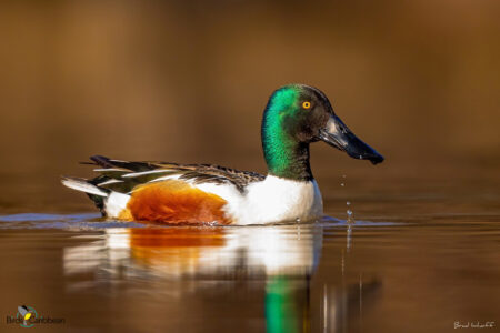 Male Northern Shoveler