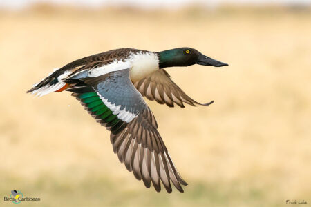 Male Northern Shoveler in flight