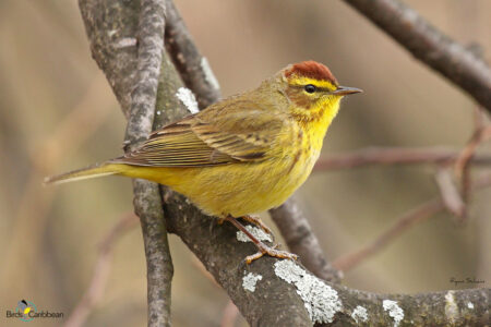 Palm Warbler in breeding plumage. 