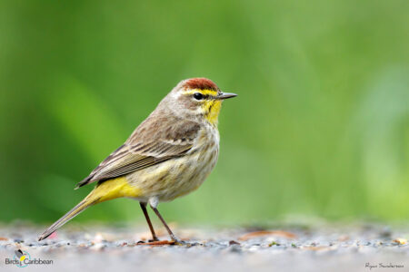 Palm Warbler in breeding plumage