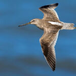 Short-billed Dowitcher in flight.