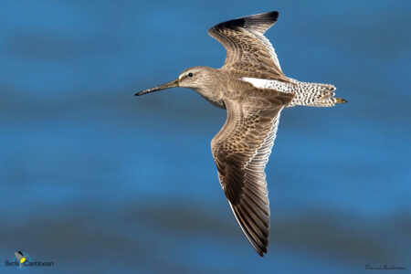 Short-billed Dowitcher in flight.