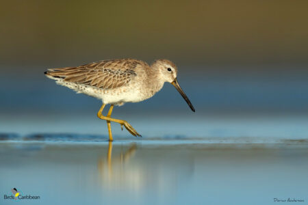 Short-billed Dowitcher in non-breeding plumage