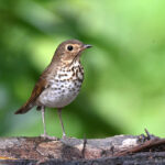 Swainson's Thrush perched on a log