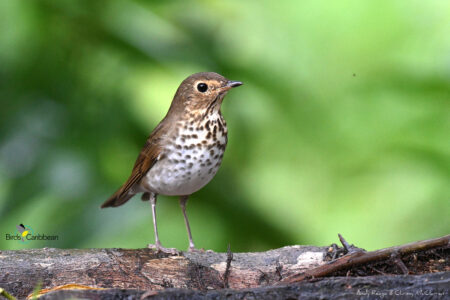 Swainson's Thrush perched on a log