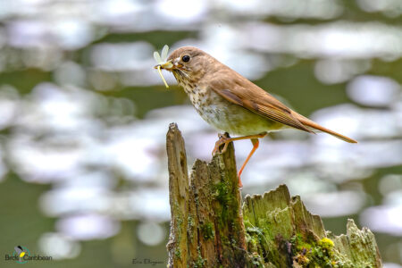 Swainson's Thrush with insect prey