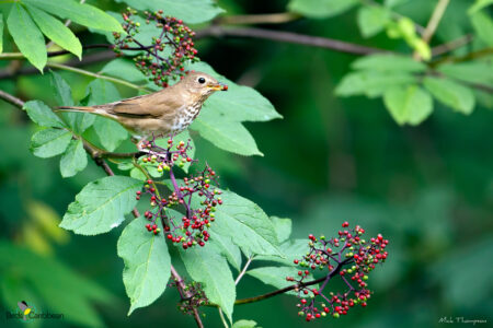 Swainson's Thrush eating small red berries 