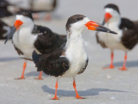 Photo of group of three Black Skimmers on a sandy beach. Skimmer at front is clearly visible and other two are in the background at either sides of it.